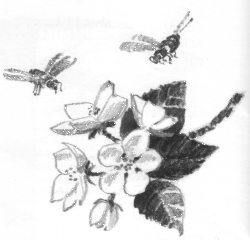 Kukkiva omenapuunoksa